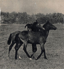 45 Pferde auf der Weide - Öl auf Pappe, 40x50cm (12.1969) - nach obigen Foto - verschenkt