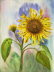 018 Sonnenblume - Aquarell, 32x24cm (09.2010) - nach der Natur