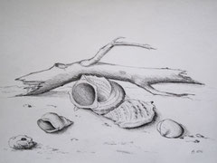 38 Strandgut - Bleistift, A3 (05.2012) - nach der Natur