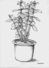 30 Topfpflanze - Bleistift, A4 (09.2009) - nach der Natur
