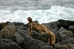 Leguan-Mumie / Iguana Mummy, Galapagos
