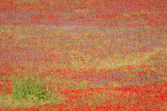 Flowers, Italien