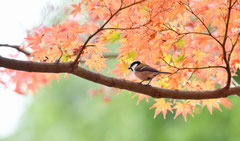 シジュウカラ