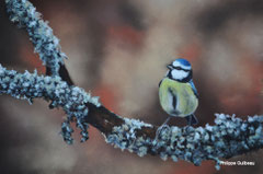 Mésange bleue