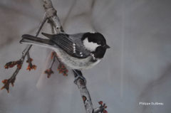 Mésange