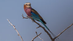 Gabelracke / Lilac-breasted Roller, Namibia 2017