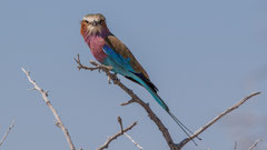 Gabelracke / Lilac-breasted Roller, Namibia 2017