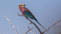 Gabelracke / Lilac-breasted Roller, Namibia 2017