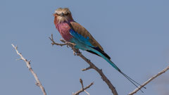 Gabelracke / Lilac-breasted Roller, Namibia 2017