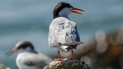 Flussseeschwalbe adult