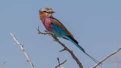 Gabelracke / Lilac-breasted Roller, Namibia 2017