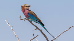 Gabelracke / Lilac-breasted Roller, Namibia 2017