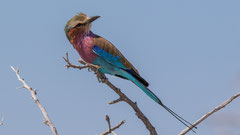 Gabelracke / Lilac-breasted Roller, Namibia 2017