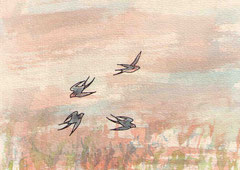 SCHWALBEN II.1.4  10X14,5 cm 90,-€