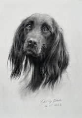 Tierportrait, Hundeportrait, Haustierportrait in Zeichenkohle, Portrait von Shepherd. Auftragsportrait, Cecily Park,