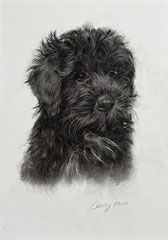 Tierportrait, Hundeportrait, Haustierportrait in Zeichenkohle, Welpen 
