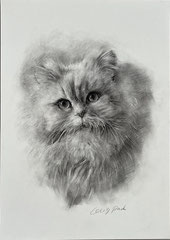 Katze, Niedliche Katze, Haustier zeichnen lassen, Katze nach Auftrag, Katze in Buntstift, Cecily Park