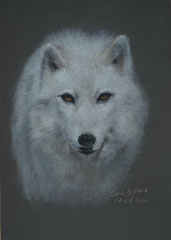 Weißwolf, Tierdarstellung, Tierportrait, Cecily Park