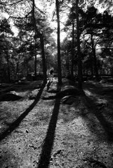 ombres fugitives