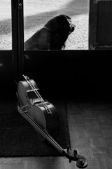 Chien de Cello