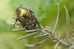 Käfer auf dem Lavendel - Juli 2013