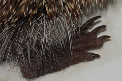 Igel_2018-09-16_07