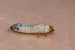 Larven - September 2012