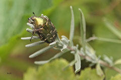 Käfer auf dem Lavendel - Juli 2013