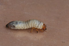 Larven - September 2012