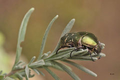 Käfer auf dem Lavendel - Juli 2013