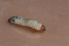 Larven - September 2012