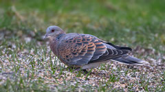 Orientturteltaube (Streptopelia orientalis), Sulgen TG