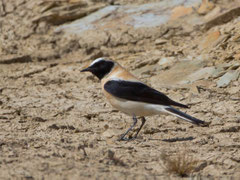 Maurensteinschmätzer, (Oenanthe hispanica), Castro Verde, Portugal