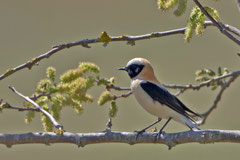 Maurensteinschmätzer, (Oenanthe hispanica), Castro Verde, Portugal