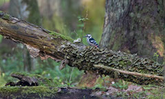 Weissrückenspecht in seinem Habitat, Bialowieza, Polen