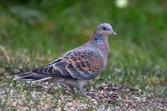 Orientturteltaube (Streptopelia orientalis), Sulgen TG