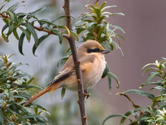 Isabellwürger (Lanius isabellinus), Helgoland, D