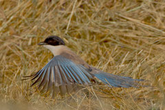 Blauelster (Cyanopica cyanus), Vina las Torres, Extremadura, Spanien