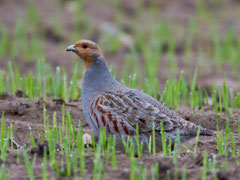 Rebhuhn (Perdix perdix), Biebrza-Nationalpark, Polen