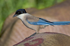 Blauelster (Cyanopica cyanus), Vina las Torres, Extremadura, Spanien