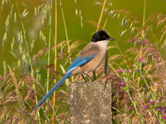 Blauelster (Cyanopica cyanus), Vina las Torres, Extremadura, Spanien