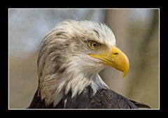 Weisskopfseeadler - Wappentier USA