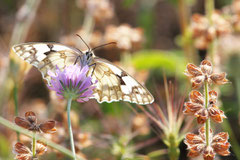 Bernard : Papillon Mauguio 1