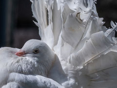 Bernard : Pigeon paon Arles-sur-Tech