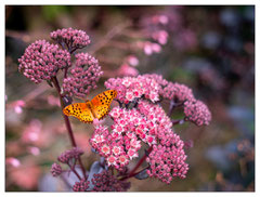 Daniel : Papillon 