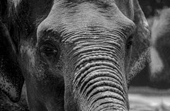 Christian : Triste Zoo, Barcelonne 1992