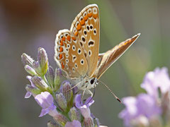 Bernard : Papillon Mauguio 2