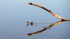 Monique : Poule d'eau et fourche