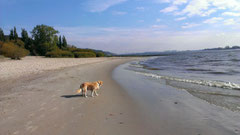 la plage á  Hamburg - Blankenese