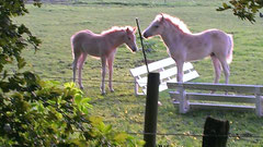 mes voisins